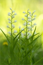 Schwertblättriges Waldvögelein (Cephalanthera longifolia)