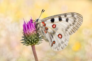 Roter Apollo (Parnassius apollo)