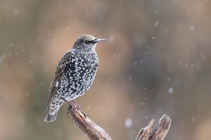 Meine neuen Wintergäste