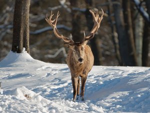 Rothirsch -auf dem Weg zur Winterfütterung