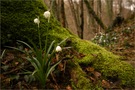 Wald-Märzenbecher