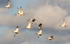 Ein Trupp Große Brachvögel (Numenius arquata)