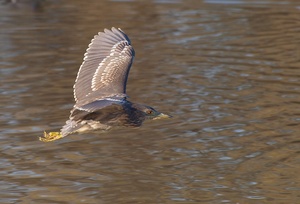 Nachtreiher Junior (Nycticorax Nycticorax)