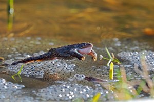 Die Grasfrosch Balz