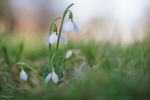 Frühling ...