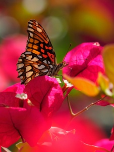 Colours of Mexico...