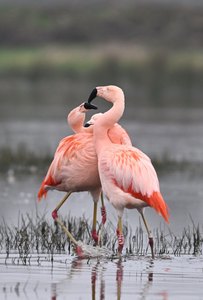 Tanz der Flamingos