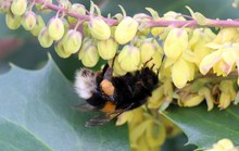 Hummel nascht an Mahonie