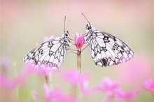 Melanargia galathea