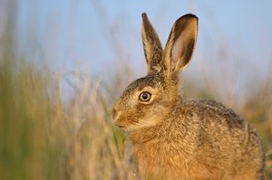 Hase (Lepus europaeus)