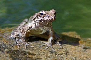 Griechischer Frosch