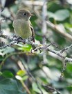 Tannenschnäppertyrann (Empidonax hammondii)