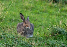 Mein Name ist Hase, ich weiß von nichts