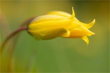 Bei den wilden Weinberg-Tulpen II