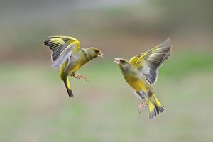 Zur Zeit sind viele Grünfinken