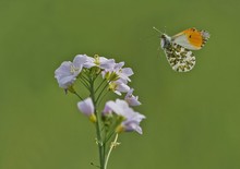 Jetzt fliegen sie wieder