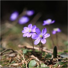 Leberblümchen