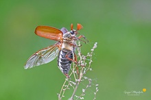 Maikäfer flieg ....