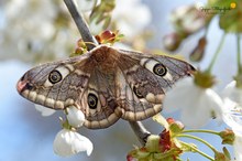 Schönheit in den Kirschblüten