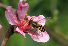 Kleine Schwebfliege