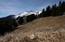 Bergfrühling