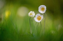 Anemone sylvestris