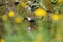 Wasseramsel ...