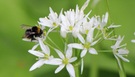 Wiesenhummel nascht am Bärlauch