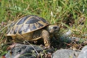 Griechische Landschildkröte