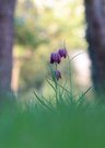 Der Frühling spielt Schach