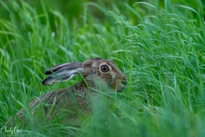 Versteck spielen