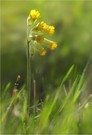 Wiesenschlüsselblume