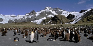 Königspinguine von Gold Harbour - wildlife