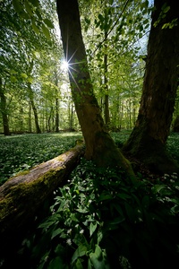 Bärlauchwald