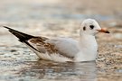 Lachmöwe (Larus ridibundus) auf der Ems