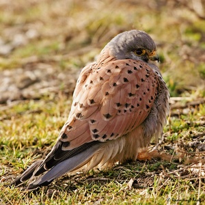 Turmfalke (Falco tinnunculus) Männchen