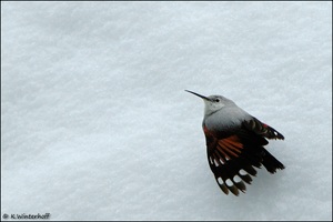 ~Futtersuchend~ Mauerläufer (Tichodroma muraria)