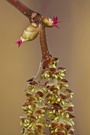 Haselblüten (Corylus avellana)