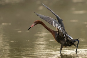 Rötelreiher (Egretta rufescens)