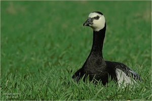 Weißwangengans   -  Branta leucopsis  1  (wildlife)