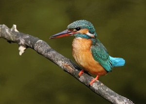 Eisvogel Weibchen