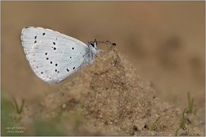 Faulbaum-Bläuling   (Celastrina argiolus)    Wildlife