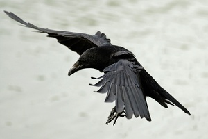 Crow