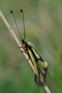 Libellen-Schmetterlingshaft (Libelloides coccajus)