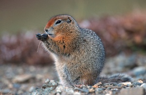 Artich ground Squirrel ND