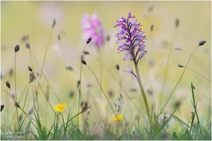 Wiesenimpression - Helm-Knabenkraut (Orchis militaris)