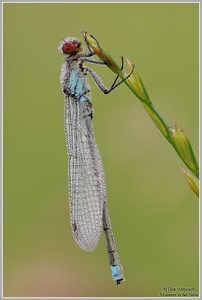 Großes Granatauge (Erythromma najas)