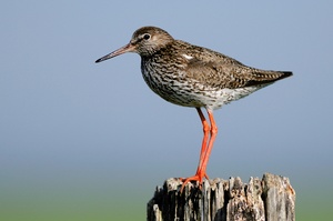 Naturfotografie auf Langeoog - 2 -