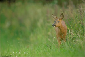 ~Sanft und verletzlich~ Rehwild