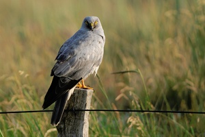 Naturfotografie auf Langeoog - 3 -